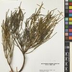 Ephedra gerardiana Kita