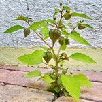 Physalis angulata Celota