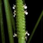 Calathea crotalifera Blüte