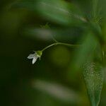 Oldenlandia corymbosa Flower