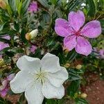 Pleroma mutabile Flower