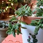 Crassula capitella Leht