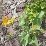 Wyethia sagittata Kvet