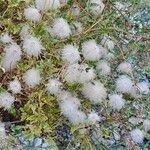 Clematis tanguticaPlod