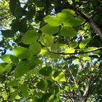 Bursera simaruba Leaf