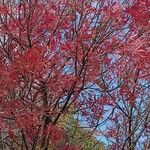 Fraxinus angustifolia Yeri