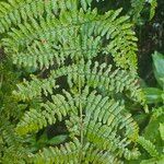 Dryopteris oligodonta Folio