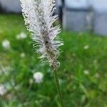 Plantago mediaFleur