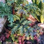 Scrophularia lucida Leaf