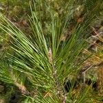 Pinus attenuata Leaf