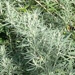 Artemisia ludoviciana Leht