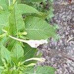 Mirabilis jalapaBloem