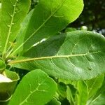 Terminalia mantaly Blad
