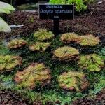 Drosera spatulata Fuelha