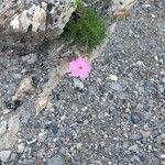 Dianthus sylvestrisKvet