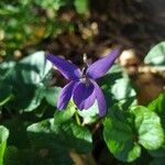 Viola hirtaFlor