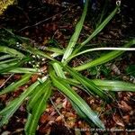 Scilla hyacinthoides 叶
