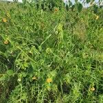 Abutilon hirtum Habit