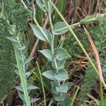 Linum narbonense Leaf