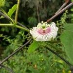 Passiflora foetida Blüte