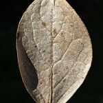 Monimia rotundifolia Blatt
