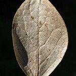 Monimia rotundifolia Leaf