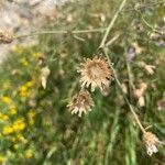 Centaurea stoebe Fruit