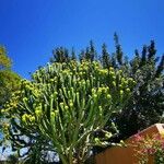 Euphorbia murielii Blad