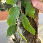 Carpinus caroliniana ഇല