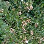 Abelia x grandiflora Habitus