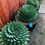 Aloe polyphylla Blad