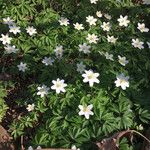 Anemone nemorosa ᱛᱟᱦᱮᱸ