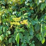 Cayratia japonica Цвят