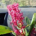Cunonia vieillardii Flor