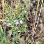 Linum bienne Autre