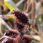 Xanthium strumariumFruit