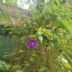 Thunbergia erecta Fleur