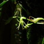 Angraecum calceolus फूल