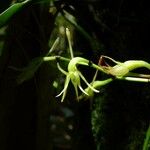 Angraecum calceolus Blüte