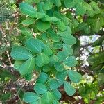 Haematoxylum campechianum পাতা