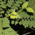 Alvaradoa amorphoides Blatt