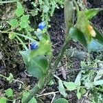 Commelina tuberosa Çiçek