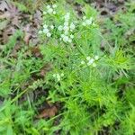 Pycnanthemum tenuifoliumBlüte