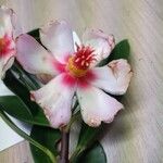 Clusia rosea Flower