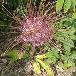Allium schubertii Õis