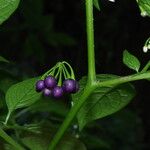 Solanum anguivi Fruit