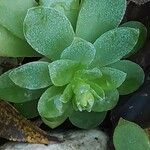 Sedum palmeri ഇല