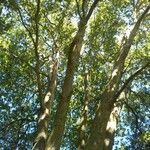Platanus x hispanica 形態