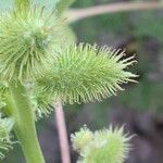 Xanthium strumarium Fruit