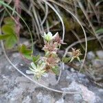 Potentilla caulescens Květ